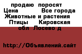 продаю  поросят  › Цена ­ 1 000 - Все города Животные и растения » Птицы   . Кировская обл.,Лосево д.
